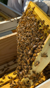 National Honey Bee Day is August 20, 2022